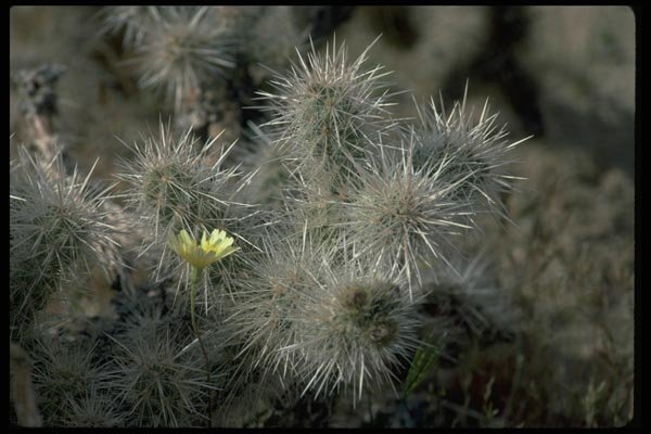 032047 Small Flower On Cactus A4 Photo Print