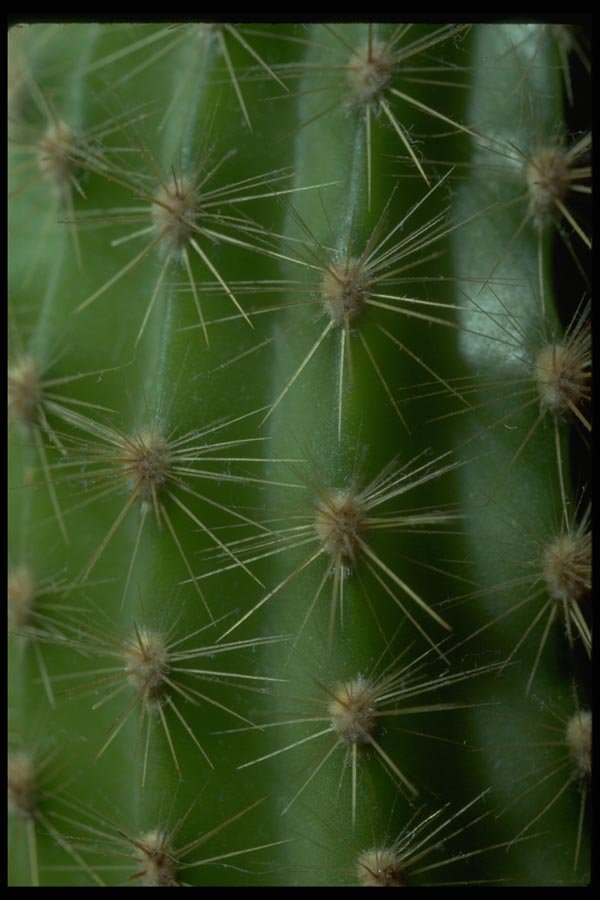 032048 Cactus Spines Close Up  A4 Photo Print