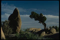 032050 Twisted Tree Among Rock Formations A4 Photo Print