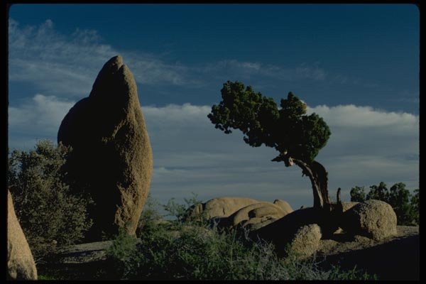 032050 Twisted Tree Among Rock Formations A4 Photo Print