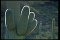 032051 Saguaro Cactus Branchlets A4 Photo Print