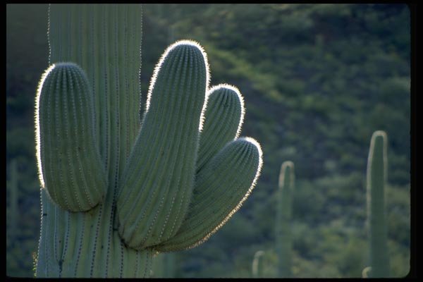 032051 Saguaro Cactus Branchlets A4 Photo Print