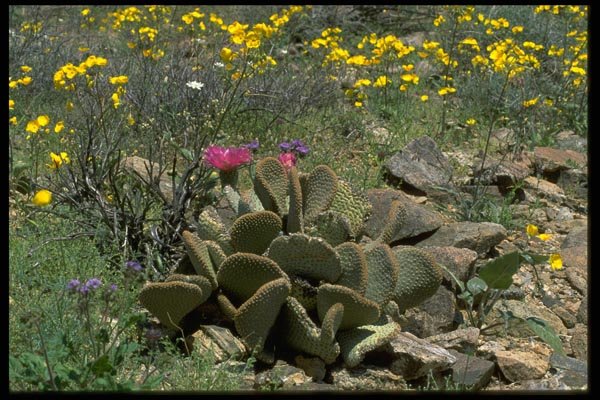 032053 Flowering Beavertail Cactus With Wildflowers A4 Photo Print