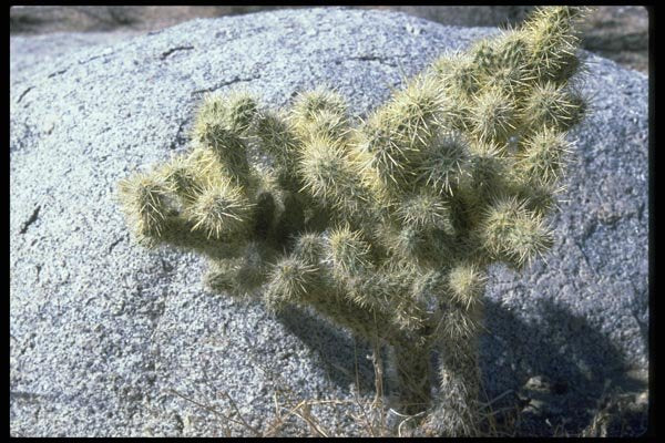 032056 Cactus On Gray Rock A4 Photo Print