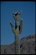 032057 Old Saguaro Cactus A4 Photo Print