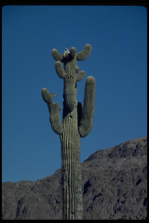 032057 Old Saguaro Cactus A4 Photo Print