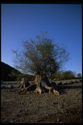032058 Shrub Growing From Tree Stump A4 Photo Print