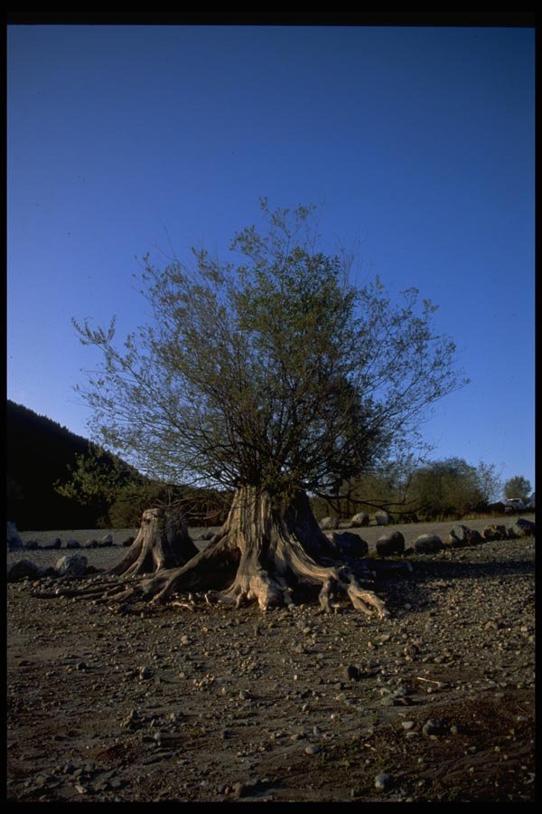 032058 Shrub Growing From Tree Stump A4 Photo Print