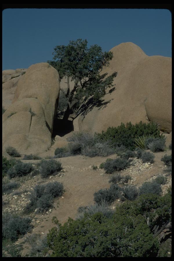 032060 Tree Growing Between Two Boulders A4 Photo Print