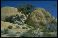 032061 Tree And Shadows On Smooth Boulders A4 Photo Print