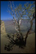 032063 Twisted Tree At Edge Of Grand Canyon A4 Photo Print