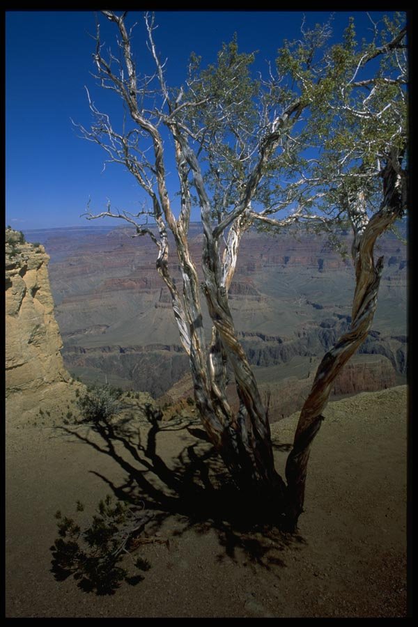 032063 Twisted Tree At Edge Of Grand Canyon A4 Photo Print