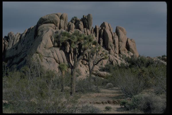 032064 Joshua Tree, Fluted Rock Behind A4 Photo Print