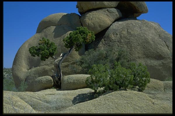 032067 Gnarled Tree, Bushes Among Boulders A4 Photo Print