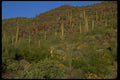 032069 Hillside Of Saguaro, Plants, Red Rocks A4 Photo Print