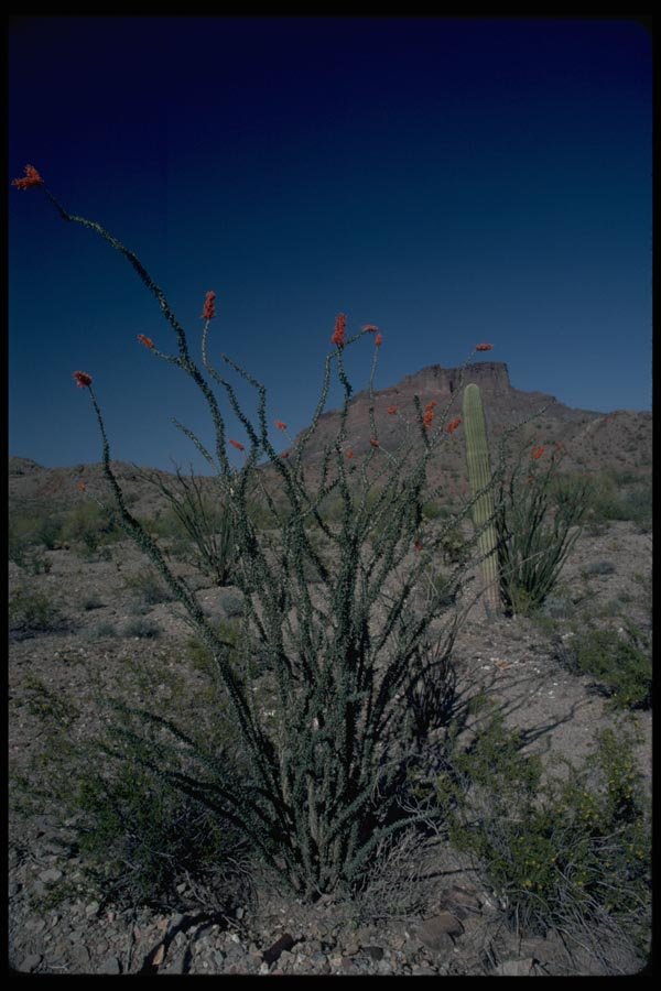 032071 Flowering Ocotillo, Butte Behind A4 Photo Print
