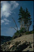032073 Erosion Exposing Tree Roots A4 Photo Print