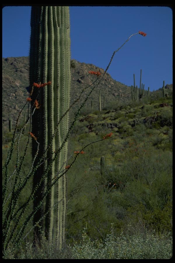 032074 Ocotillo And Saguaro Cacti A4 Photo Print