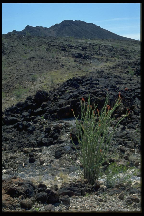 032075 Ocotillo On Black Rocky Hillside A4 Photo Print
