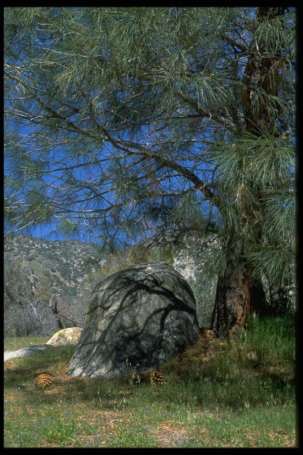 032076 Long Needled Pine Casting Shadows A4 Photo Print
