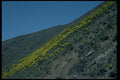 032077 Hillside Of Yellow Flowers A4 Photo Print