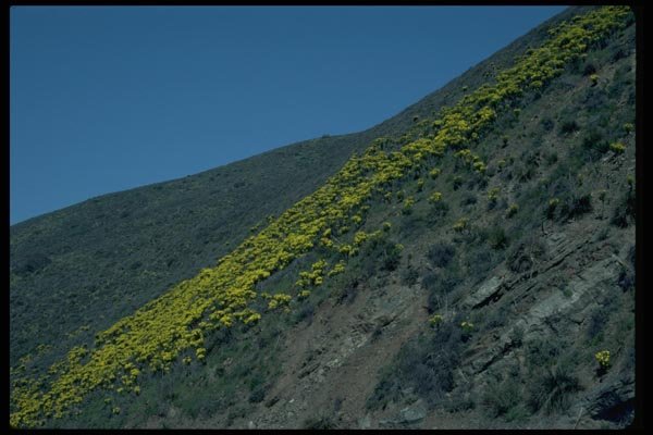 032077 Hillside Of Yellow Flowers A4 Photo Print