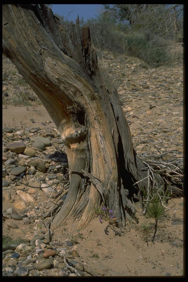 032078 Twisted Trunk Close Up  A4 Photo Print