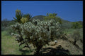 032081 Cholla Cactus And Flowering Yucca A4 Photo Print