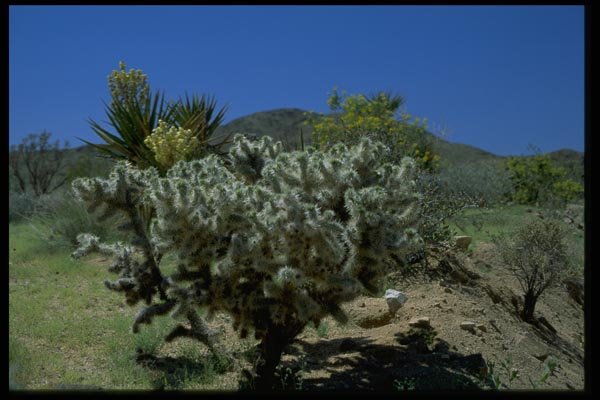 032081 Cholla Cactus And Flowering Yucca A4 Photo Print