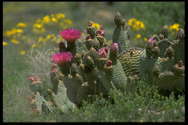 032082 Pink Flowering Cactus A4 Photo Print