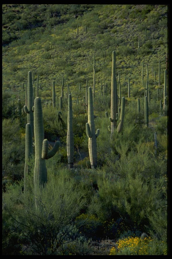 032083 Cluster Of Saguaro Cacti A4 Photo Print