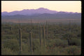 032084 Morning Panorama Behind Saguaros A4 Photo Print