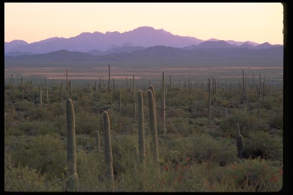 032084 Morning Panorama Behind Saguaros A4 Photo Print