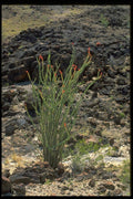 032086 Flowering Desert Plant A4 Photo Print