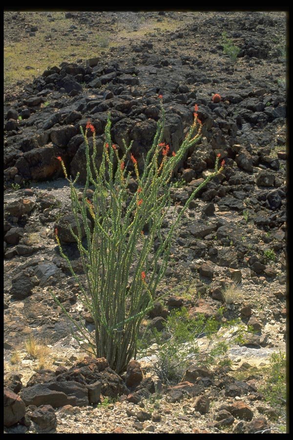 032086 Flowering Desert Plant A4 Photo Print