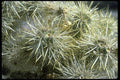032087 Cactus Close Up  A4 Photo Print