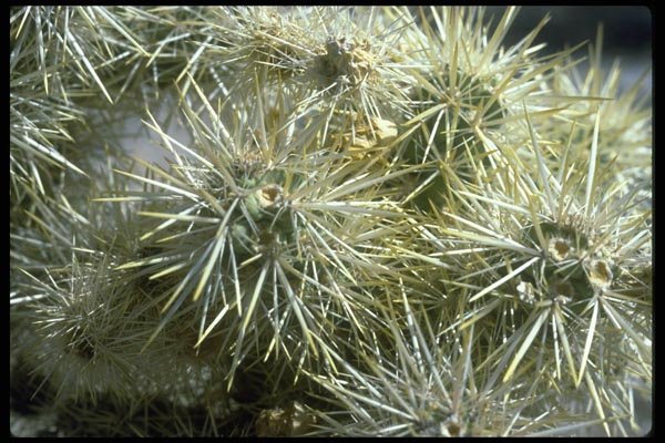 032087 Cactus Close Up  A4 Photo Print