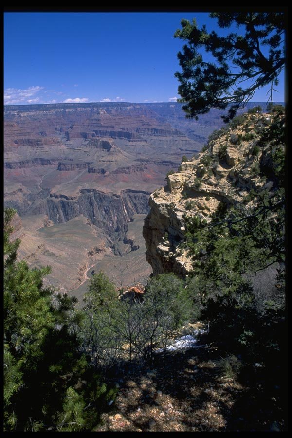 032088 Grand Canyon Framed By Rock And Shrubs A4 Photo Print