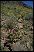 032089 Flowering Cactus And Yellow Poppies A4 Photo Print