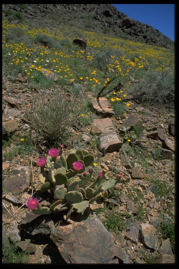 032089 Flowering Cactus And Yellow Poppies A4 Photo Print