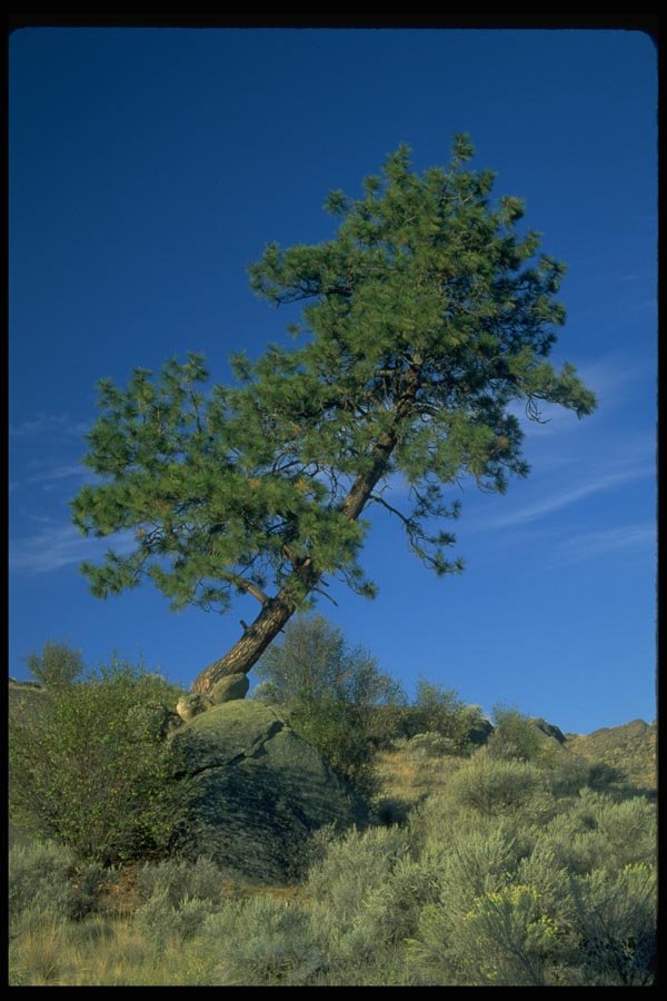 032090 Leaning Pine A4 Photo Print