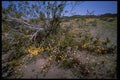 032091 Small Wildflowers Under Brush A4 Photo Print