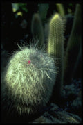 032095 Hairy Cactus With Small Red Flower A4 Photo Print