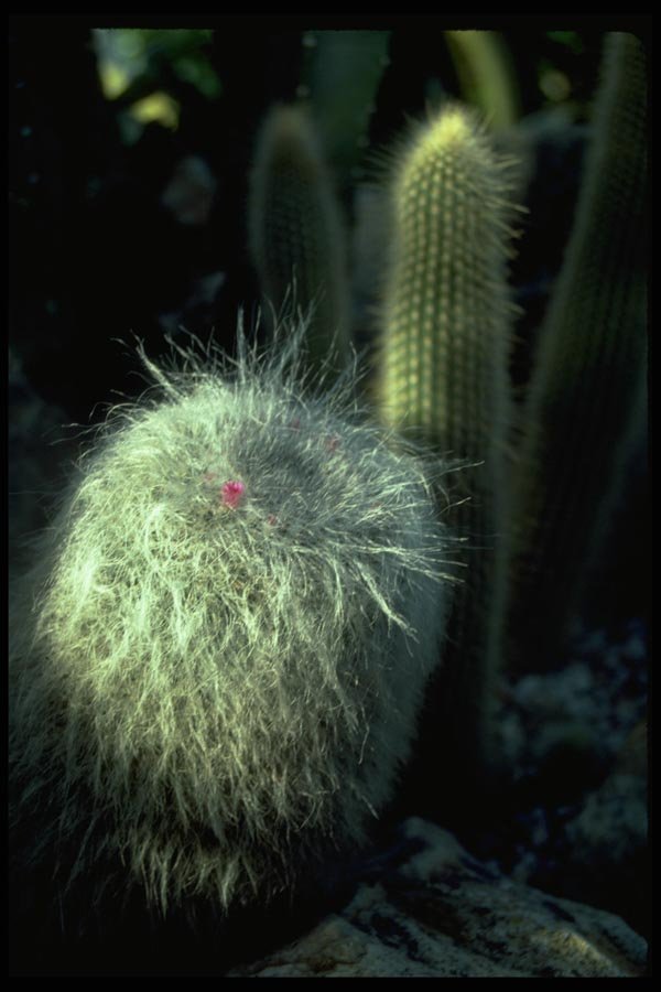 032095 Hairy Cactus With Small Red Flower A4 Photo Print