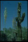 032096 Blooming Saguaro Cactus, Yucca A4 Photo Print