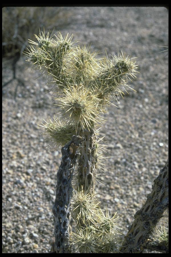 032097 Filigreed Cactus Plant A4 Photo Print