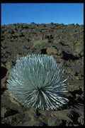 032098 Silver Desert Plant A4 Photo Print