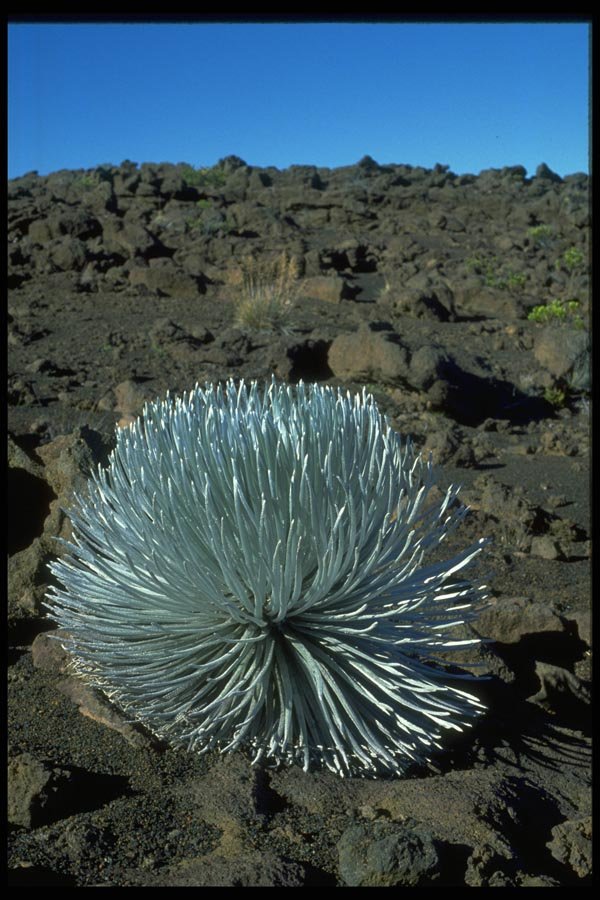 032098 Silver Desert Plant A4 Photo Print