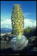 032099 Flowering Mountain Succulent A4 Photo Print