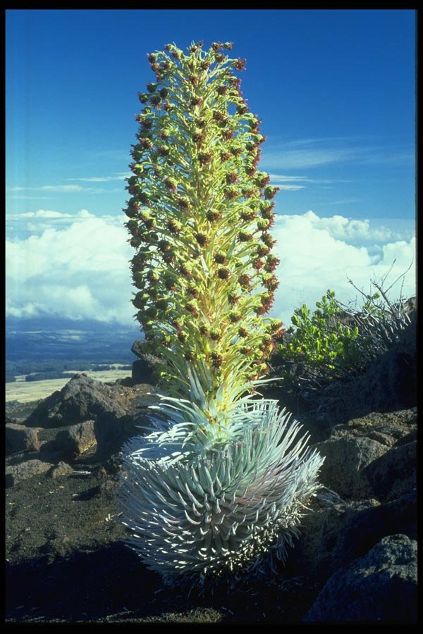 032099 Flowering Mountain Succulent A4 Photo Print
